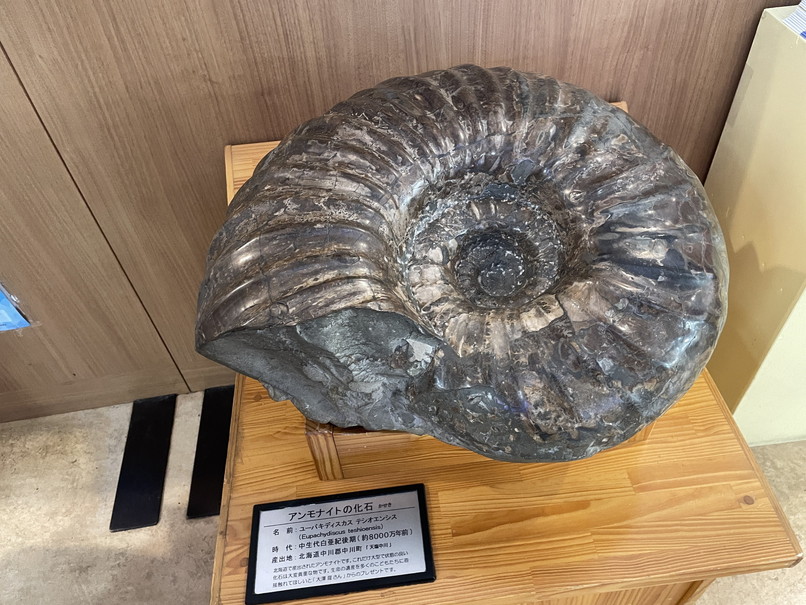 神奈川県立こども医療センター　アンモナイトの化石